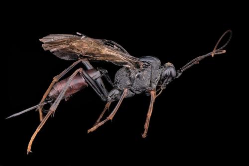 Cryptinae